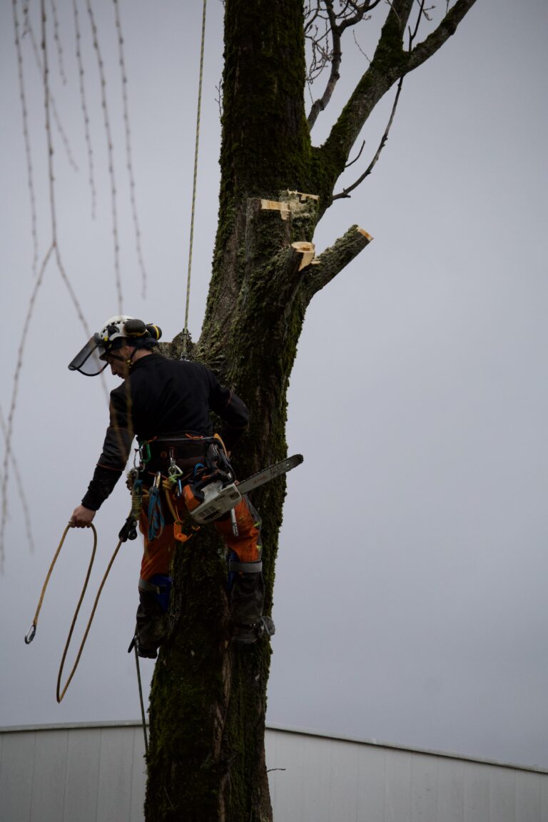 Photos prises dans le cadre mon expérience professionnelle au sein d'Ambiance Jardin