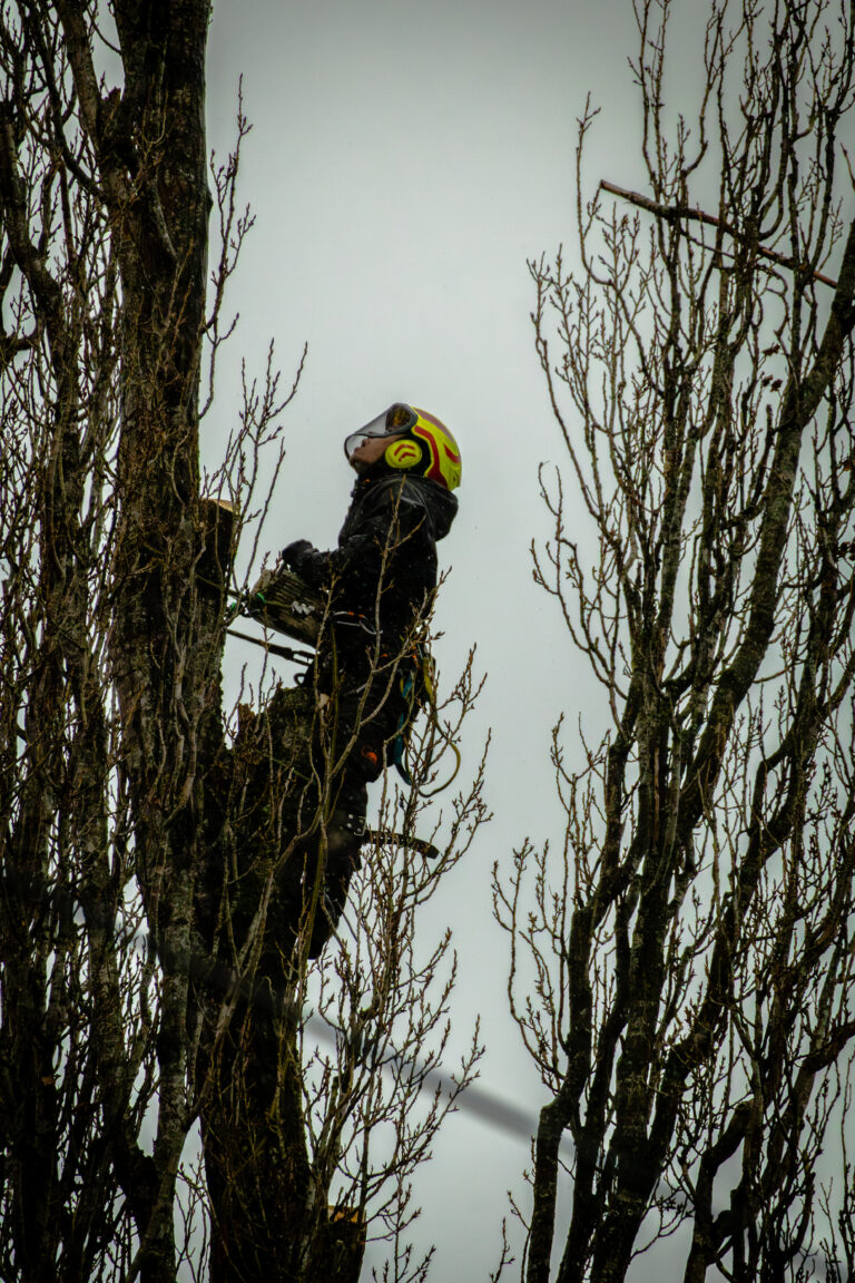 Photos prises dans le cadre mon expérience professionnelle au sein d'Ambiance Jardin